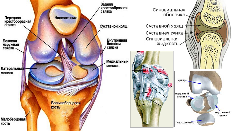 Схема коленного сустава со связками и мышцами человека