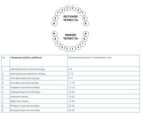 Первые зубки схема